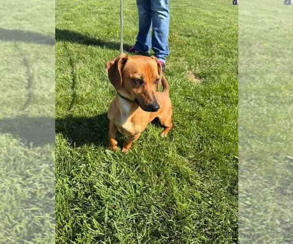 Medium Photo #2 Dachshund-Unknown Mix Puppy For Sale in Pierceton , IN, USA