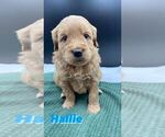 Small #4 Goldendoodle