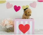 Small Photo #10 Goldendoodle Puppy For Sale in LITTLE ROCK, AR, USA