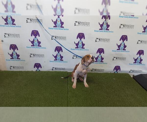 Medium Photo #1 American Pit Bull Terrier Puppy For Sale in Orlando, FL, USA