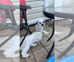 Small #1 Shih Tzu Mix