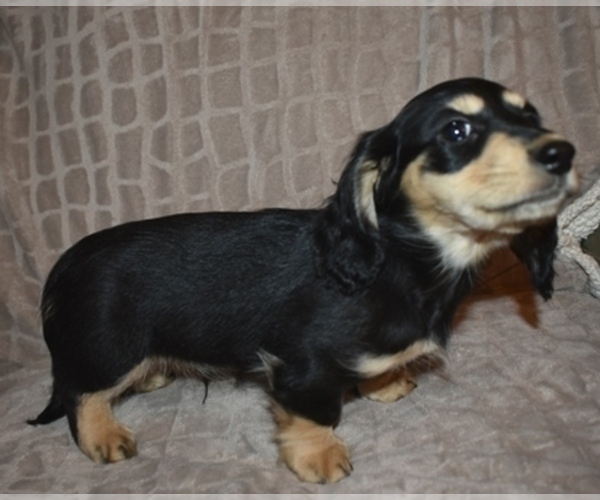 Medium Photo #8 Dachshund Puppy For Sale in MC CRORY, AR, USA
