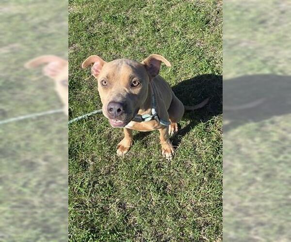 Medium Photo #1 Mutt Puppy For Sale in Houston, TX, USA