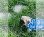 Small Photo #5 Pug Puppy For Sale in ARLINGTON, TX, USA