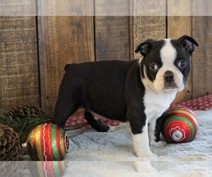 Boston Terrier Puppy for sale in FREDERICKSBG, OH, USA