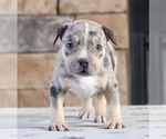 Puppy Puppy 1 American Bully