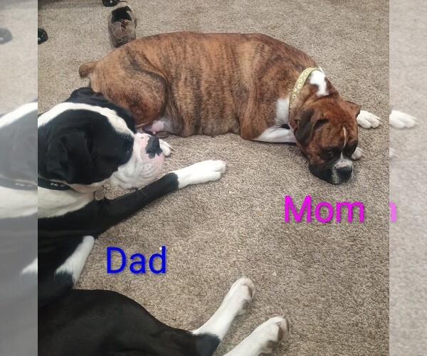 Medium Photo #7 Boxer Puppy For Sale in CROOKS, SD, USA