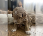 Small Photo #4 Goldendoodle Puppy For Sale in NEW LENOX, IL, USA