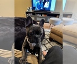 Small Photo #6 French Bulldog Puppy For Sale in MIDLOTHIAN, IL, USA