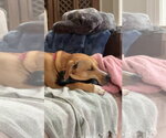 Small #4 Labrador Retriever Mix