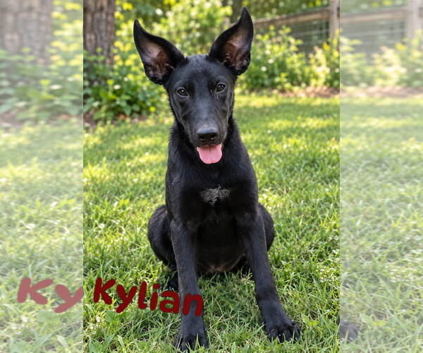 Medium Photo #1 Mutt Puppy For Sale in The Woodlands, TX, USA