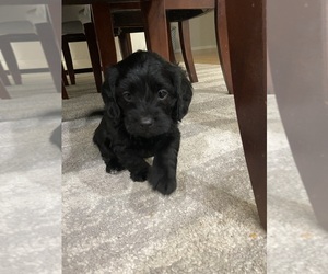 Poogle Puppy for sale in WILMINGTON, DE, USA