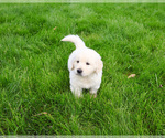 Small #1 English Cream Golden Retriever