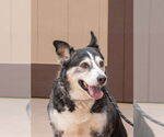 Small #21 Siberian Husky Mix