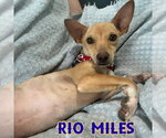 Small #6 Dachshund Mix