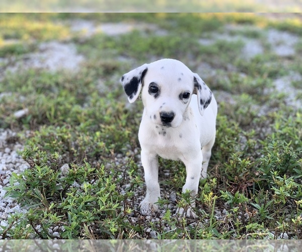 Medium Photo #3 Dalmatian Puppy For Sale in MERRITT IS, FL, USA