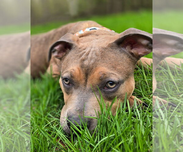 Medium Photo #4 American Pit Bull Terrier-Unknown Mix Puppy For Sale in Westminster, MA, USA