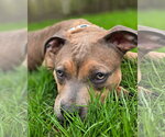 Small #3 American Pit Bull Terrier Mix