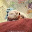 Small Photo #160 Dogo Argentino Puppy For Sale in JANE, MO, USA