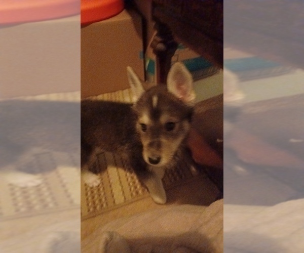 Medium Photo #1 Gerberian Shepsky Puppy For Sale in EDMORE, MI, USA