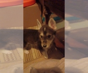 Gerberian Shepsky Puppy for sale in EDMORE, MI, USA