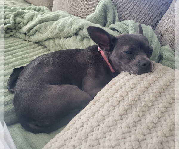 Medium Photo #3 French Bulldog-Unknown Mix Puppy For Sale in Lindsay, CA, USA