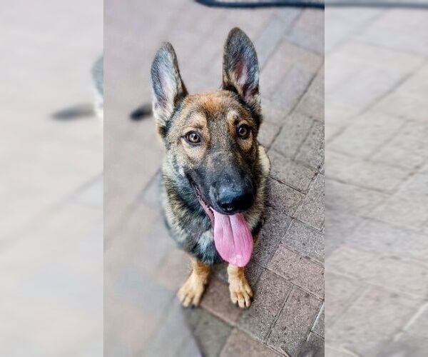 Medium Photo #2 German Shepherd Dog-Unknown Mix Puppy For Sale in columbia, SC, USA