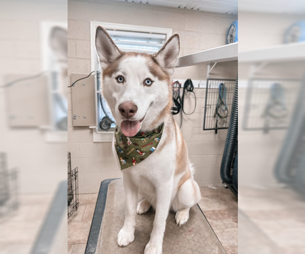 Medium Photo #3 Siberian Husky Puppy For Sale in Forest, VA, USA