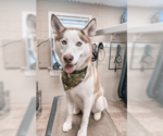 Small #2 Siberian Husky