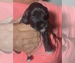 Small Photo #2 Schnauzer (Miniature) Puppy For Sale in COMANCHE, TX, USA
