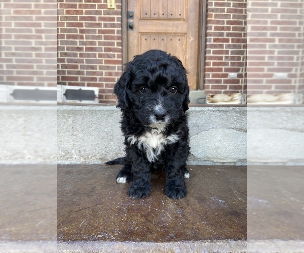 Medium Photo #2 Bernedoodle Puppy For Sale in AM FORK, UT, USA