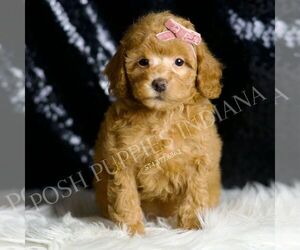 Poodle (Miniature) Puppy for sale in WARSAW, IN, USA