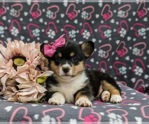 Medium Photo #6 Pembroke Welsh Corgi Puppy For Sale in QUARRYVILLE, PA, USA