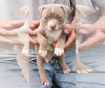 Puppy Puppy 3 Teddy American Bully