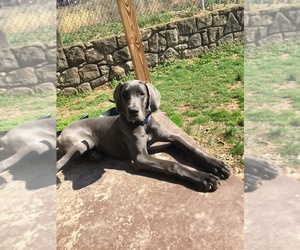 Great Dane Puppy for sale in WILLIAMSBURG, VA, USA