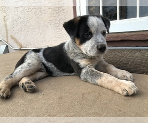 Australian Cattle Dog Puppy for sale in COLORADO SPRINGS, CO, USA