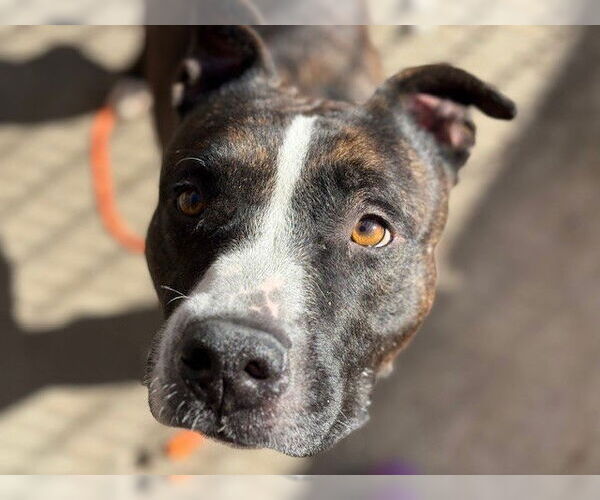 Medium Photo #1 American Pit Bull Terrier Puppy For Sale in Tulsa, OK, USA