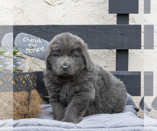 Medium Photo #1 Newfoundland Puppy For Sale in KINZERS, PA, USA