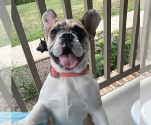 French Bulldog Puppy for sale in GLENVILLE, PA, USA