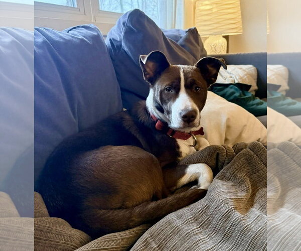 Medium Photo #25 Collie-Unknown Mix Puppy For Sale in Mount Laurel, NJ, USA