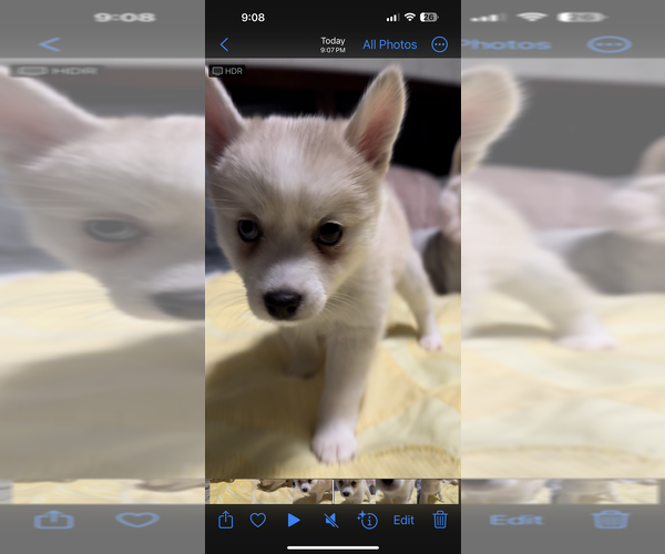 Medium Photo #177 Pomsky Puppy For Sale in LOVELAND, CO, USA