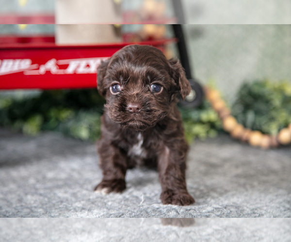 Medium Photo #3 Cocker Spaniel Puppy For Sale in NAPPANEE, IN, USA