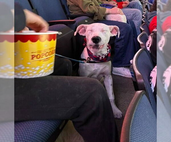 Medium Photo #3 Mutt Puppy For Sale in Canton, CT, USA