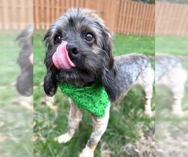 Medium Photo #3 Cocker Spaniel-Unknown Mix Puppy For Sale in Arlington, VA, USA