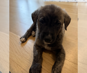 Mutt Dogs for adoption in Brooklyn, NY, USA