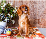 Small #7 Cavalier King Charles Spaniel