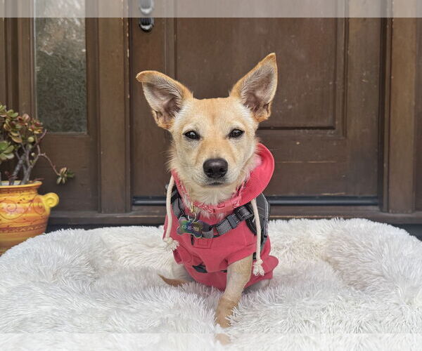 Medium Photo #1 Chihuahua-Unknown Mix Puppy For Sale in Santa Clara, CA, USA