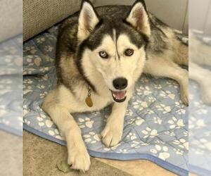 Siberian Husky Dogs for adoption in Bakersfield, CA, USA