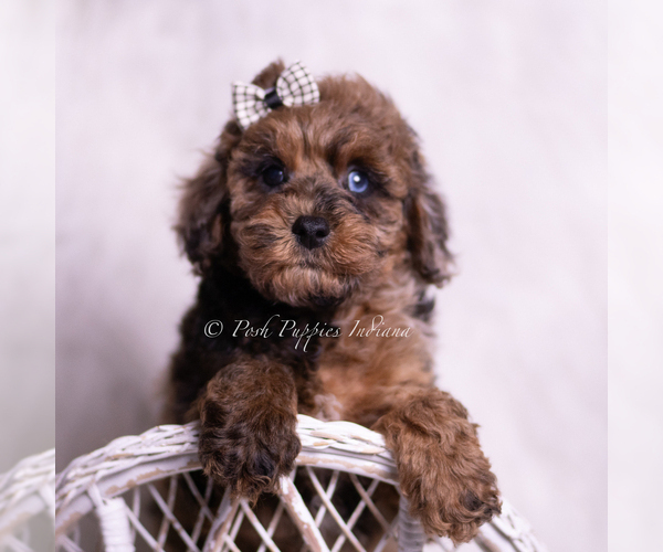 Medium Photo #6 Poodle (Toy) Puppy For Sale in WARSAW, IN, USA