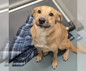 Labrador Retriever-Unknown Mix Dogs for adoption in Lakewood, CO, USA